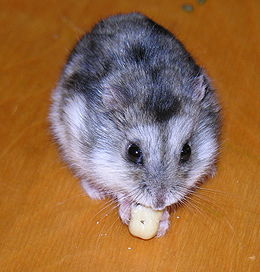 260px-Musu_grauzikas1_resize.jpg